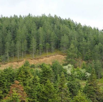 image-356755 Διαχείριση δασών (γράφει ο Στέφανος Βαβλιάρας)