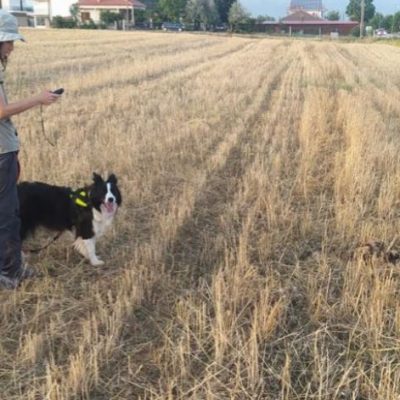 image-356977 Καστοριά: Φόλες για αρκούδες σκοτώνουν τσοπανόσκυλα
