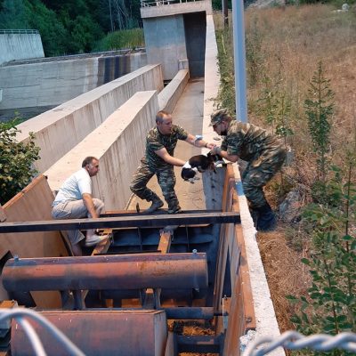image-356983 Φλώρινα: Απεγκλωβισμός δύο σκυλιών στο φράγμα Τριανταφυλλιάς (Φωτογραφίες)
