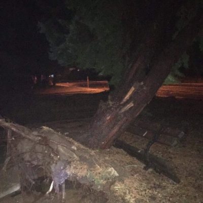 image-357051 kozan.gr: Σέρβια: Οι δυνατοί άνεμοι ξερίζωσαν δέντρο, πριν την διασταύρωση των Σερβίων – Το παγκάκι και τα καλώδια του ΔΕΔΔΗΕ συγκρατούν το δέντρο (Φωτογραφία)