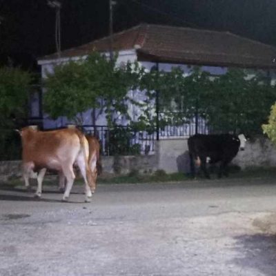 image-357113 Δήμος Κοζάνης: Άμεση ανάγκη για συλλογή ζωοτροφών