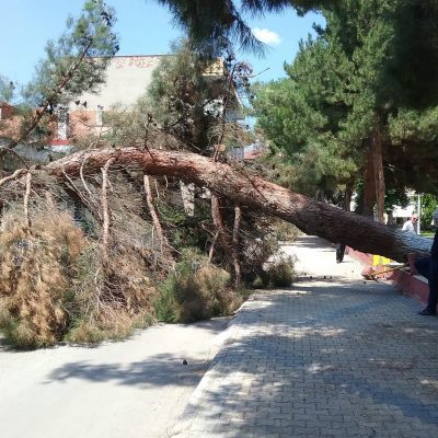 image-357131 kozan.gr: Πτολεμαίδα: Έπεσε δέντρο στο πάρκο Χρηστίδη ευτυχώς χωρίς να τραυματιστεί κανείς (Φωτογραφία)