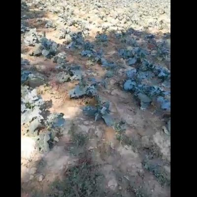 image-357205 kozan.gr: Σέρβια (περιοχή Σφαγείων): Ο Πρόεδρος παραγώγων λαϊκής αγοράς Κοζάνης Ν. Κουρτίδης δείχνει τη μεγάλη ζημιά που υπέστησαν οι καλλιέργειες του με λάχανα, σέλινα, κουνουπίδια και μπρόκολα από την χθεσινή έντονη κακοκαιρία που έπληξε την ευρύτερη περιοχή – Ξεριζώθηκαν τεράστια δέντρα δίπλα από τις καλλιέργειες – Σε απόγνωση οι παραγωγοί (Βίντεο)