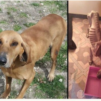 image-358221 kozan.gr: Από την “κόλαση” …στον “παράδεισο” για το Μανωλάκη, το σκυλί που είχε βρεθεί υποσιτισμένο, τον περασμένο Φλεβάρη, ένα βήμα πριν τον θάνατο, κοντά στο χωριό Καρυδίτσα Κοζάνης