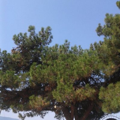 image-359160 Σχόλιο αναγνώστη στο kozan.gr: “Πεύκα, στα κοιμητήρια του Αη Γιάννη στην Πτολεμαΐδα, έχουν πάρει επικίνδυνη κλίση και απαιτείται παρέμβαση” (Φωτογραφίες)