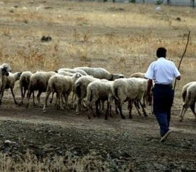 image-359198 Εκπαιδευτικό σεμινάριο στον κλάδο της κτηνοτροφίας διοργανώνει, την Πέμπτη 26 Αυγούστου, το Ινστιτούτο Κτηνιατρικών Ερευνών, ΕΛΓΟ ΔΗΜΗΤΡΑ και η Περιφέρεια Δυτικής Μακεδονίας, στον εξωτερικό χώρο του Δημαρχείου Δεσκάτης Γρεβενών