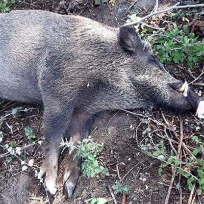 image-359931 kozan.gr: Μεγάλη προσοχή στο διερχόμενους οδηγούς από το δρόμο μεταξύ Βελβεντού και διασταύρωσης Σερβίων. – “Βολτάρουν”, εντός του δρόμου, αγριογούρουνα και υπάρχει κίνδυνος ατυχήματος (Φωτογραφίες)