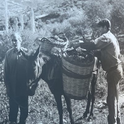 image-362469 Λιβαδερό: Τ’ αμπέλι κι οι μικροί ντραγάτες (Γράφει ο Κώστας Φαρμακης)