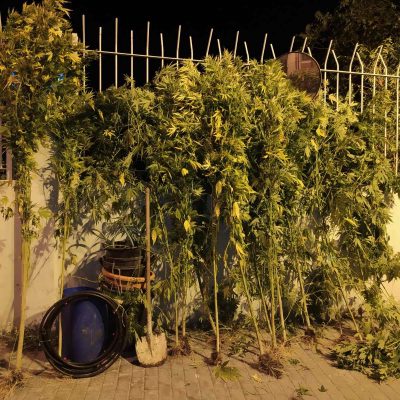 image-363326 Συνελήφθη 56χρονος σε περιοχή της Κοζάνης, για καλλιέργεια 15 δενδρυλλίων κάνναβης (Φωτογραφίες)