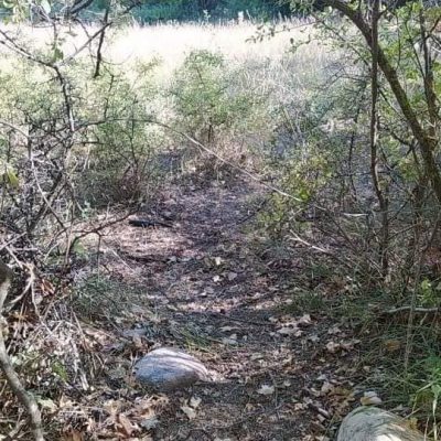 image-365360 Ανθότοπος Κοζάνης: Σύλληψη ατόμου για τοποθέτηση συρματοπαγίδων με σκοπό την παγίδευση και θανάτωση αγριόχοιρων και ζαρκαδιών (Φωτογραφίες)