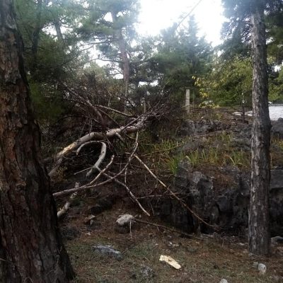 image-369649 kozan.gr: Πτώση δέντρου στην οδό Μεταμορφώσεως στην Κοζάνη, λίγο πιο κάτω από το πρώην ξενοδοχείο Ξενία (Φωτογραφία)