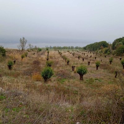 image-372475 Aναγνώστης του kozan.gr από Ίμερα Σερβίων: “Με χαμηλή θερμοκρασία, ομίχλη και πολύ λίγους καρπούς ελιάς συνεχίζουμε τη συγκομιδή”