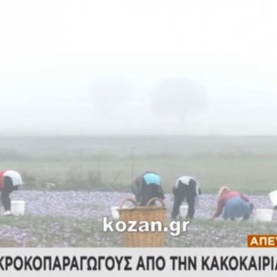image-373575 kozan.gr: Ζημιές, από την κακοκαιρία, στους Κροκοπαραγωγούς στην Κοζάνη – Η σημερινή ζωντανή σύνδεση του ΣΚΑΙ
