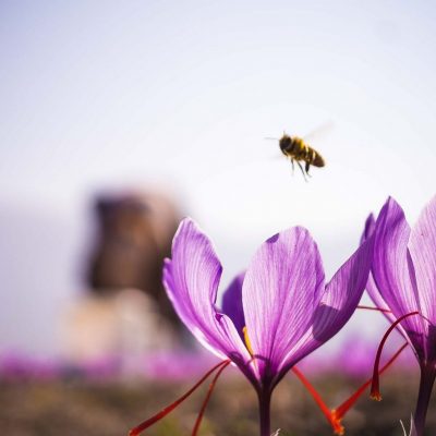 image-373593 Εντυπωσιακές φωτογραφίες του συμπολίτη μας Σάκη Αναστασόπουλου από τη συγκομιδή του κρόκου Κοζάνης