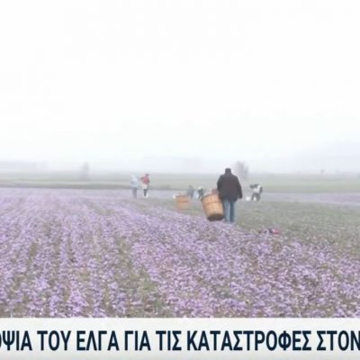 image-376197 Στο 40% οι ζημιές στις καλλιέργειες κρόκου στην Κοζάνη – Το ρεπορτάζ της ΕΡΤ1 (Βίντεο)
