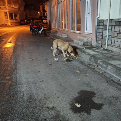 image-383097 Σχόλιο – καταγγελία αναγνώστη του kozan.gr: Γωνία Αριστοτέλους & Βεροίας μετά την καθαριότητα στη λαική. Χρόνια πολλά κ. Αντιδήμαρχε της Καθαριότητας