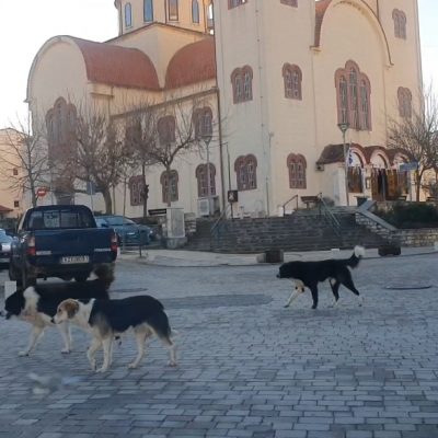 image-383948 Kozan.gr: Αγέλη αδέσποτων στην κεντρική πλατεία του Κρόκου Κοζάνης – Πολλά τα παράπονα των κατοίκων (Βίντεο)