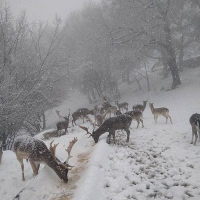 image-385176 kozan.gr: Σημερινές φωτογραφίες και βίντεο από το πανέμορφο χιονισμένο πάρκο του Άγιου Παντελεήμονα, στο χωριό Άγιος Δημήτριος Κοζάνης, με τα υπέροχα ελάφια