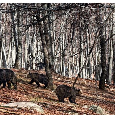 image-386369 H άγρια φύση χτυπάει την πόρτα μας Οι συμπεριφορές των ζώων και ο άνθρωπος – Γνωστές και άγνωστες αλήθειες