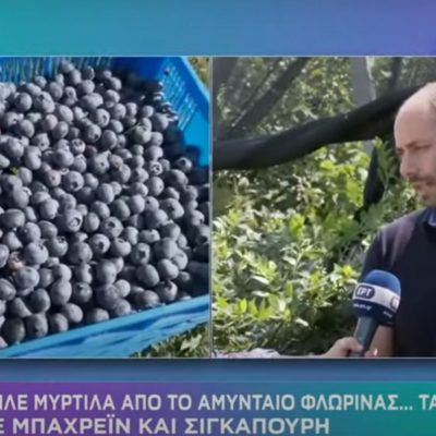 image-417922 Μπλε μύρτιλα από το Αμύνταιο Φλώρινας… “ταξιδεύουν” σε Μπαχρέιν και Σιγκαπούρη (Βίντεο)