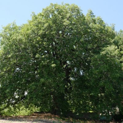 image-420989 Δήμος Γρεβενών: «Ταξιδεύω Γρεβενά» – Αιωνόβια Δέντρα, Μνημεία Φύσης (Βίντεο+Φωτογραφίες)