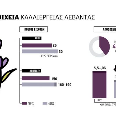 image-421818 Δ. Μακεδονία: Μικρές φέτος αποδόσεις, παίρνει ξανά τα πάνω της η ζήτηση της λεβάντας