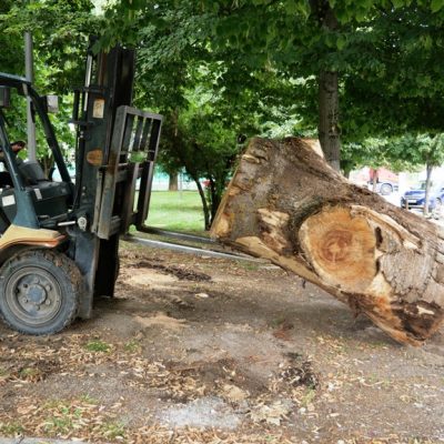 image-421866 Δήμος Γρεβενών: Τοποθετήθηκαν οι τεράστιοι κορμοί για το φεστιβάλ Μανιταρογλυπτικής – Έναρξη την Πέμπτη 18 Αυγούστου στο “Πάρκο των Μανιταριών”