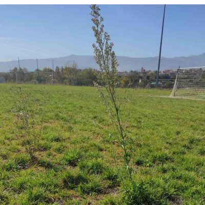 image-437080 kozan.gr: Στα παλαιότερα των υποδημάτων του, ως φαίνεται, έγραψε ο Πρόεδρος του ΟΑΠΝ Z. Mάρας την καταγγελία – αναφορά της Κίνησης Πολιτών Άνω Κώμης, που δημοσιεύτηκε στο kozan.gr, για την κατάσταση στο γήπεδο της Άνω Κώμης (Φωτογραφίες)