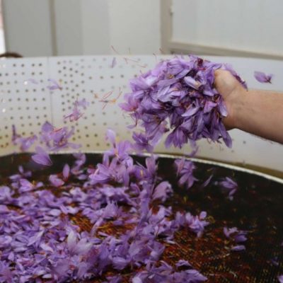 image-438292 Κάτω από τον ένα τόνο η φετινή παραγωγή κρόκου- «Η χειρότερη των τελευταίων 40 χρόνων από πλευράς όγκου»