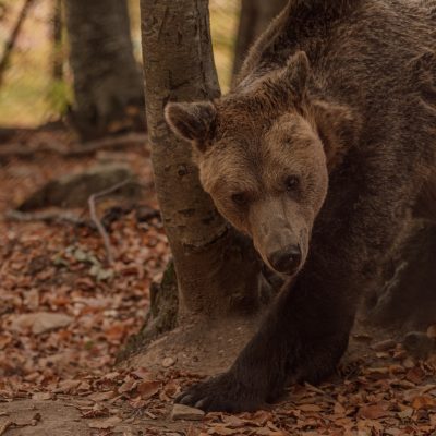 image-440248 Ο Γιωργάκης, ο… παππούς του Κέντρου Προστασίας Αρκούδας του ΑΡΚΤΟΥΡΟΥ, έφτασε αισίως τα 28 έτη και είναι πλέον ένας υπερήλικας αρκούδος