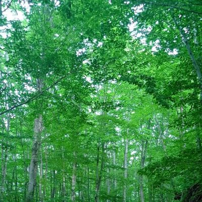image-441480 Εξόρμηση Σ.Ε.Ο. Κοζάνης στo όρος Άσκιο το Σάββατο 3-12-2022